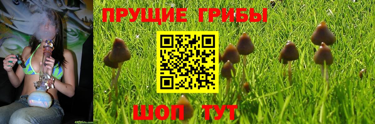 Псилоцибиновые грибы MAGIC MUSHROOMS  Вход с VPN  Псилоцибиновые грибы ЛСД  Пугачёв 